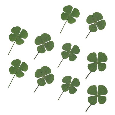 10Pcs แห้ง Leaf Clover เรซินยูวี Decor เล็บอีพ็อกซี่ DIY บรรจุเครื่องประดับ