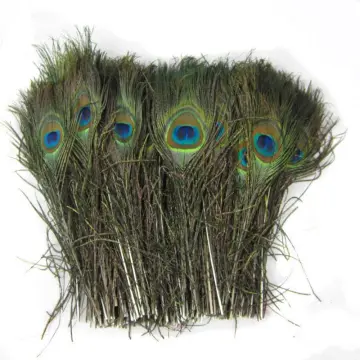 10 Pcs 10-12inch Peacock Feather Peacock Eye Feather for Decor 