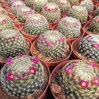 ( Pro+++ ) สุดคุ้ม แมมขนนกเหลืองดอกชมพูแดง ไม้เพาะเมล็ด ไซส์ 5-7 ซม. Mammillaria Schiedeana สามารถเลือกต้นได้ ราคาคุ้มค่า พรรณ ไม้ น้ำ พรรณ ไม้ ทุก ชนิด พรรณ ไม้ น้ำ สวยงาม พรรณ ไม้ มงคล