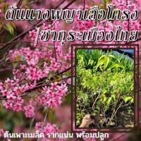 1 ต้น ต้นนางพญาเสือโคร่ง หรือซากุระเมืองไทย ดอกสีชมพู ?ต้นแข็งแรง ต้นเพาะเมล็ด พร้อมปลูก มีประกันสินค้าระหว่างจัดส่ง