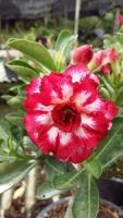 12 เมล็ด เมล็ดพันธุ์ ชวนชม สายพันธุ์ไต้หวัน ดอกสีแดง Adenium Seed กุหลาบทะเลทราย Desert Rose ราชินีบอนไซ เปอร์เซ็นการงอก  80-90% มีคู่มือปลูก