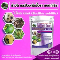 บาซิลลัส ซับทิลิส ไม้ใหญ่ บีเอส ฆ่าโรคเชื้อรา (100กรัม) ปลอดภัย 100 % คุณภาพเข้มข้น พร้อมใช้งาน