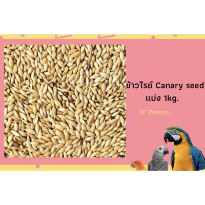 ( PRO+++ ) โปรแน่น.. ข้าวไรย์ Canary seed แบ่ง 1 kg. อาหารสัตว์/อาหารนก ราคาสุดคุ้ม อาหาร นก อาหารนกหัวจุก อาหารนกแก้ว อาหารหงส์หยก