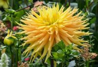 1 หัว/ออเดอร์ รักเร่ Dahlia rhizome สายพันธุ์ Dame Deirdre หัวรักเร่ ดอกไม้ หัวหน่อ เหง้า นำเข้า เนเธอร์แลน