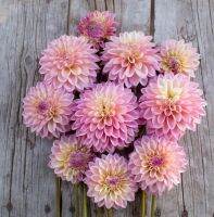 รักเร่ Dahlia Bulb สายพันธุ์ Castle Drive 1 หัว/ออเดอร์ หัวรักเร่ ดอกไม้ หัวหน่อ เหง้า นำเข้า เนเธอร์แลน หัวสดใหม่