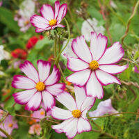 Picotee Cosmos Flower ดาวกระจาย พิโคที