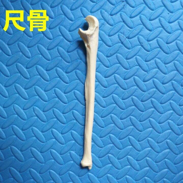 human-body-skeleton-model-of-limbs-long-bone-simulation-of-adult-femur-tibia-fibular-humerus-ulna-radial-shoulder-bones