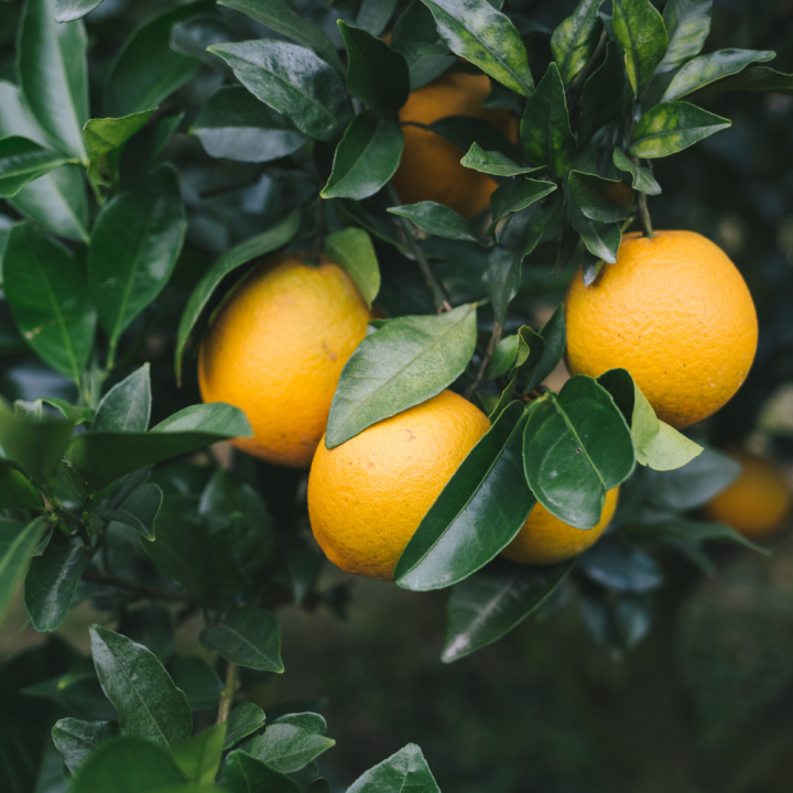 น้ำส้มควันไม้-100-น้ำส้มควันไม้-1-ลิตร-ไล่เห็บหมัด-ไร-ยุง-แมลง-ลดอาการคัน-ดับกลิ่น-ออแกนิค
