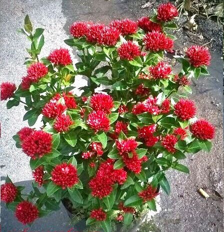 Cây hoa mẫu đơn lá nhỏ - hoa trang (ảnh thật) cao 60-70 cm | Lazada.vn