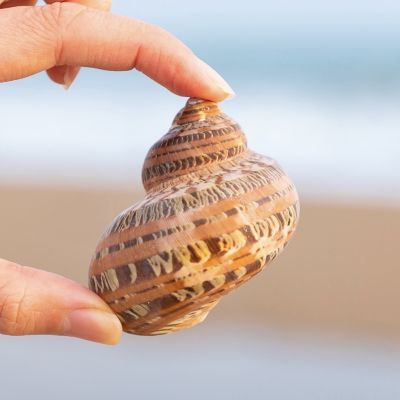 （READYSTOCK ）🚀 Natural Conch And Shell Guwenluo Scallop And Fish Hermit Crab Shrimp Special Spiral Case Fish Tank Aquarium Landscape Retro Ornaments YY