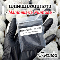 เมล็ดแมมขนนกขาว เมล็ดขนนก Mammillaria Plumosa เมล็ดแคคตัส