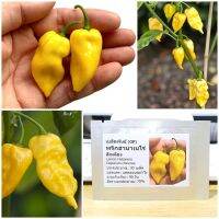 เมล็ดพันธุ์ พริกฮาบาเนโร่ สีเหลือง (Lemon Habanero Seed) 20 เมล็ด คุณภาพดี ราคาถูก ของแท้