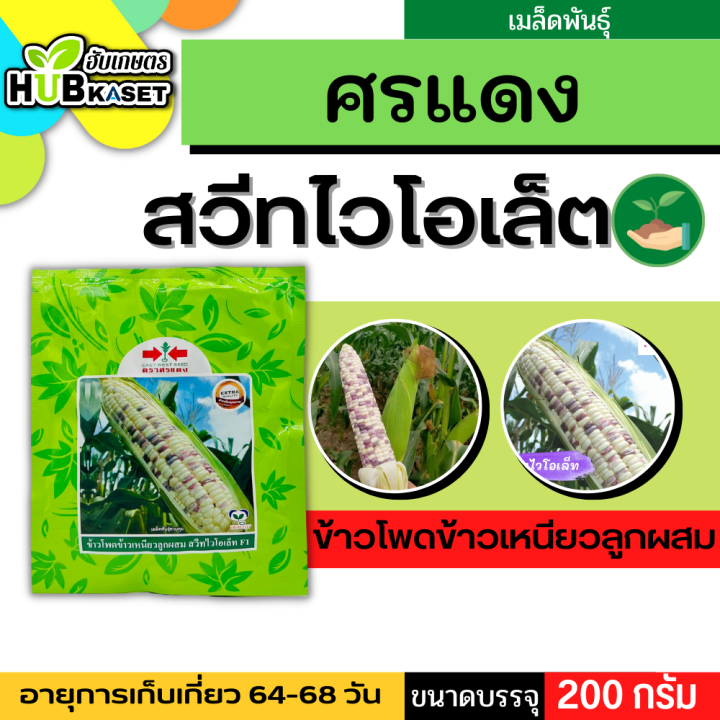 ศรแดง 🇹🇭 ข้าวโพดข้าวเหนียวลูกผสม สวีทไวโอเล็ท F1 ขนาดบรรจุประมาณ 200 กรัม อายุเก็บเกี่ยว 64-68 วัน