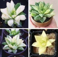 50 เมล็ดพันธุ์ เมล็ด ซักคิวเลนต์ หรือ ไม้อวบน้ำ กระบองเพชร ฮาโวร์เทีย (Haworthia) Succulent seeds อัตราการงอก 80-85%