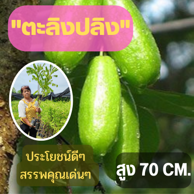 (1ต้น) ต้นตะลิงปลิง ต้นกล้าสูง 80 ซม. (ขนาดใหญ่) ตะลิงปลิง ต้นพันธุ์พร้อมปลูก ต้นพันธุ์ตะลิงปลิง ต้นพันธุ์พร้อมส่ง