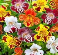 เมล็ดพันธุ์จากอังกฤษ มิมิวลัส / ไทเกอร์ มังกี้ mimulus tigrinus tiger monkey 400 เมล็ด