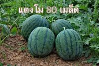 เมล็ดพันธุ์ แตงโม จินตรา 80 เมล็ด