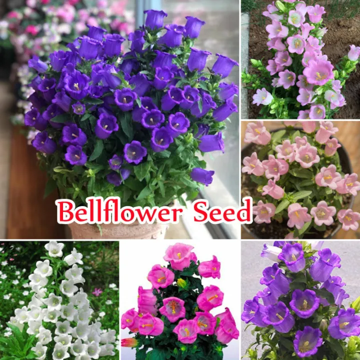 บอนสี 200เมล็ด คละสี เมล็ดพันธุ์ เบลล์ฟลาวเวอร์ Bellflower Seeds for