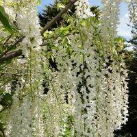 8 เมล็ดพันธุ์ เมล็ด Alba White Wisteria วิสทีเรีย ดอกฟูจิ ไม้เถาวัลย์ ไม้ดอกงานแต่งงาน ดอกไม้ประดับซุ้ม (Wisteria) Seeds