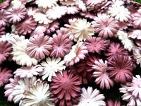 กลีบดอกกระดาษสา ดอกเดซี่ Daisy Flowers โทนสีกะปิ-ขาว กลีบดอกไม้ไม่มีก้าน งานฝีมือ งานประดิษฐ์ DIY สำหรับเด็กนักเรียน นักศึกษา จำนวน 50 กลีบ