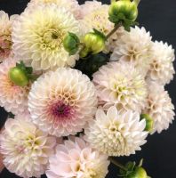 1 หัว/ออเดอร์ รักเร่ Dahlia Bulbs สายพันธุ์ Camano Zoe หัวรักเร่ ดอกไม้ หัวหน่อ เหง้า นำเข้า เนเธอร์แลน หัวสดใหม่