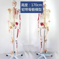 Human skeleton model 85 cm170cm medical anatomy of the skeleton muscle load-point yoga small white skeleton nerve