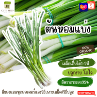 เมล็ดพันธุ์หอมแบ่ง 200 เมล็ด อัตราการงอก95% ปลูกง่าย โตไว (มีของแถมเป็นเมล็ดผักกวางตุ้งทุกออเดอร์)