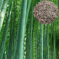 50 เมล็ดเมล็ดไผ่ Moso bamboo Moso bamboo Moso bamboo Phyllostachys Pubescens ไผ่เดี่ยวสารสกัดจากไผ่ไผ่พืชเศรษฐกิจสายพันธุ์ไผ่ถ่านไม้ไผ่ ต้นไม้มงคล ต้นไม้ประดับ พันธุ์ดอกไม้ ต้นไม้จิ๋วจริง ดอกไม้จริง ต้นไม้ฟอกอากาศ บอนไซ ผักสวนครัว