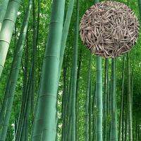 50pcs เมล็ดเมล็ดไผ่ Moso bamboo Phyllostachys Pubescens ไผ่เดี่ยวสารสกัดจากไผ่ไผ่พืชเศรษฐกิจสายพันธุ์ไผ่ถ่านไม้ไผ่ ของแต่งสวน ต้นไม้มงคล ต้นไม้ประดับ พันธุ์ดอกไม้ ต้นไม้จิ๋วจริง ดอกไม้จริง ต้นไม้ฟอกอากาศ บอนไซ ผักสวนครัว plants ดอกไม้ปลูก