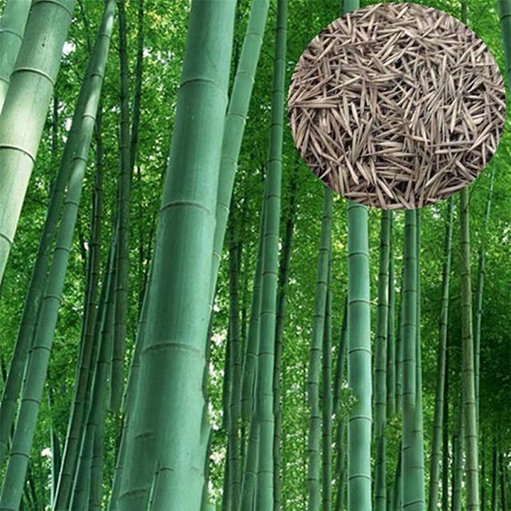 50pcs-เมล็ดเมล็ดไผ่-moso-bamboo-phyllostachys-pubescens-ไผ่เดี่ยวสารสกัดจากไผ่ไผ่พืชเศรษฐกิจสายพันธุ์ไผ่ถ่านไม้ไผ่-ของแต่งสวน-ต้นไม้มงคล-ต้นไม้ประดับ-พันธุ์ดอกไม้-ต้นไม้จิ๋วจริง-ดอกไม้จริง-ต้นไม้ฟอกอา