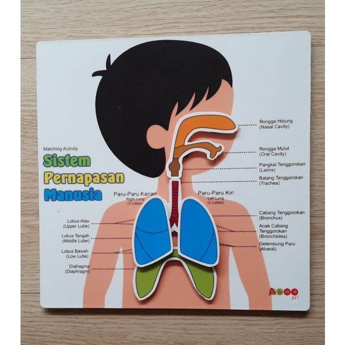 Mainan Edukasi Anak di Rumah atau Alat Peraga Sekolah PAUD, TK, SD, SMP