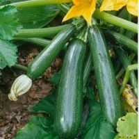 เมล็ดพันธุ์ ซูกินี zucchini  เมล็ดนำเข้า 50 เมล็ด [10 เเถม 1 คละได้]