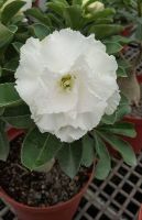 10 เมล็ด เมล็ดพันธุ์ ชวนชม สายพันธุ์ไต้หวัน สีขาว Adenium Seeds กุหลาบทะเลทราย Bonsai Desert Rose ราชินีบอนไซ มีคู่มือปลูก นำเข้าจากไต้หวัน