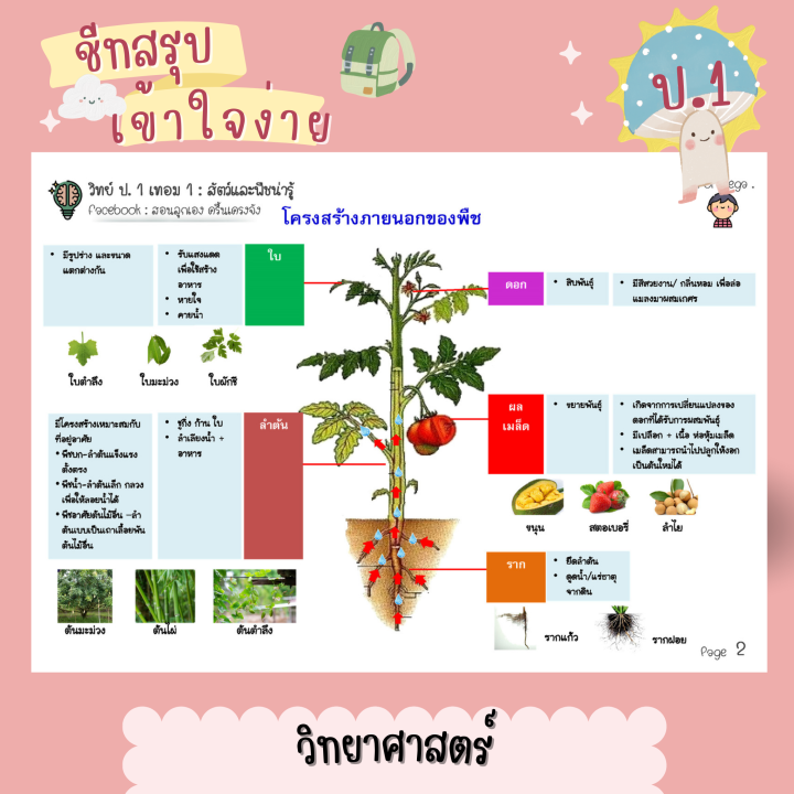 ชีทสรุป-ป-1-เทอม-1-2-แนวอัสสัม-เซนต์คาเบียล-รวม-5-วิชาหลัก