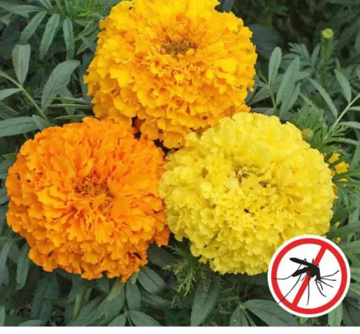 AntiMosquito Marigold Plant Flowers Seeds Lazada PH