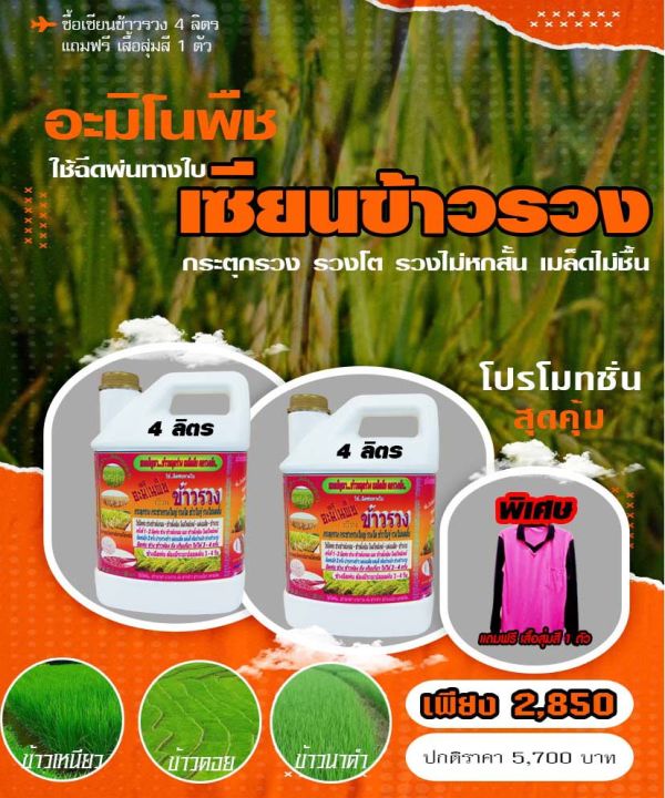 พร้อมส่ง-เซียนข้าวรวง-ขนาด4ลิตร-แถมอีก-1แกลลอน-และเสื้อ1ตัว-ฮอร์โมนบำรุงข้าวตั้งท้อง-อาหารเสริมพืช-ข้าวรวง-ฮอร์โมนข้าว-ยาฉีดข้าว