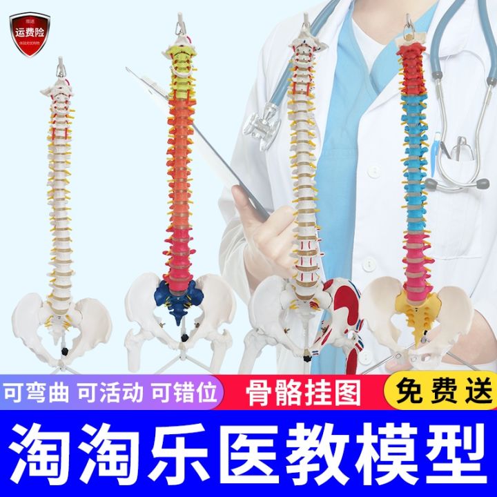 white-color-model-of-the-human-body-vertebra-pelvis-half-his-leg-coccyx-spinal-bones-skeleton-medical-lumbar-cervical-spine