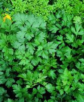 Flat Leaf Italian Parsley (500 seeds) พาสเลย์อิตาเลียน (500 เมล็ด)