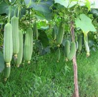 เมล็ดบวบหอมสั้น Sponge Gourd  จำนวน 40 เมล็ด    ราคา 49 บาท ปลูกติดสวนไว้กินได้ทั้งยอดทั้งผล