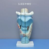 Laryngeal anatomic model body Long throat throat vocal structure of thyroid gland enlarged mold ent medical teaching