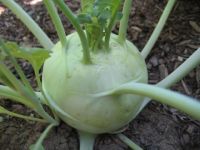 ต้นกล้ากะหล่ำปม (Kohlrabi) สามารถทานได้ทั้งสุกและดิบ อร่อยฉ่ำกรอบ ปลูกได้ตลอดทั้งปี กล้าละ 10บาท