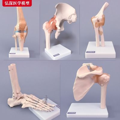 Human joints model medical orthopedics teaching mold elbow wrist ankle bone shoulder to knee ligament of the hip frame