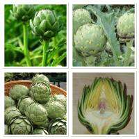 เมล็ดพันธุ์ อาติโช้ค สีเขียว (Green Globe Artichoke Seed) บรรจุ 25 เมล็ด