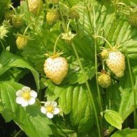 20 เมล็ด white wild Strawberry Seed เมล็ดสตอเบอร์รี่  สตรอเบอร์รี่ สตอเบอรี สตอเบอรี่  อัตราการงอก 70-80% Strawberry Seed Seed  มีคู่มือวิธีปลูก