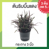 ? โปร 9.9 ? [แพ๊ก 10 ต้น] ต้นริบบิ้นแดง กระถาง 3 นิ้ว ต้นไม้มงคล เรียกเงินเรียกทอง ต้นไม้ฟอกอากาศ Dragons tongue ไม้แดด ไม้มงคล ไม้มงคลทุกชนิด