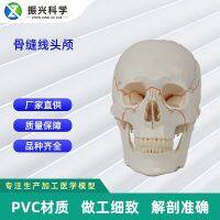 Bone suture head 20 x 14.5 x 17.5 CM orthopedic medical human skull model teaching mould