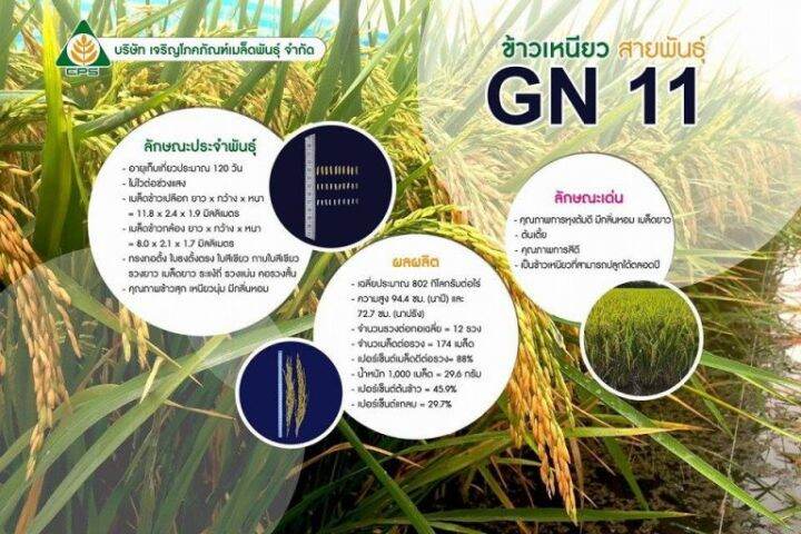 ส่งฟรี-gn11-ข้าวเหนียวหอม-gn11