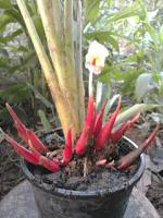 2 หน่อว่านไก่แดง บางพื้นที่เรียก เอื้องหงอน  Aeschynanthus andersonii C.B.Clarke   เหมาะสำหรับที่จะปลูกไว้ตามหน้าบริษัท ร้านค้าขายทุกชนิด