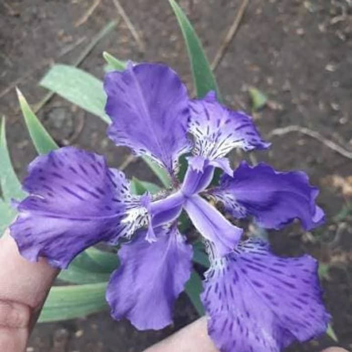Tanaman Iris Biru Cukup Langka Lazada Indonesia