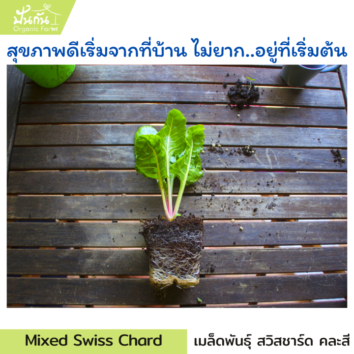 สวิสชาร์ด-เมล็ดพันธุ์-คละ-5สี-swiss-chard-seeds-50-เมล็ด-พร้อมเอกสารแนะนำ-เมล็ดผัก-ผักสวนครัว-ปลูกผัก-organic-กินเอง-เมล็ดนำเข้า-non-gmos-เพาะง่าย-สวิสชาร์ดสีแดง-สวิสชาร์ดสีเหลือง-สวิสชาร์ดสีส้ม-สวิสช